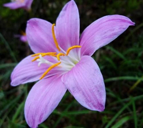 花茎|喜欢养菊花，不如养护一盆“秋水仙”，花茎婷婷玉立，花期8-10月