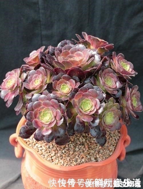 观音莲|养多肉,就养这“6盆”,越长越肥,颜色越来越好看,太美了!