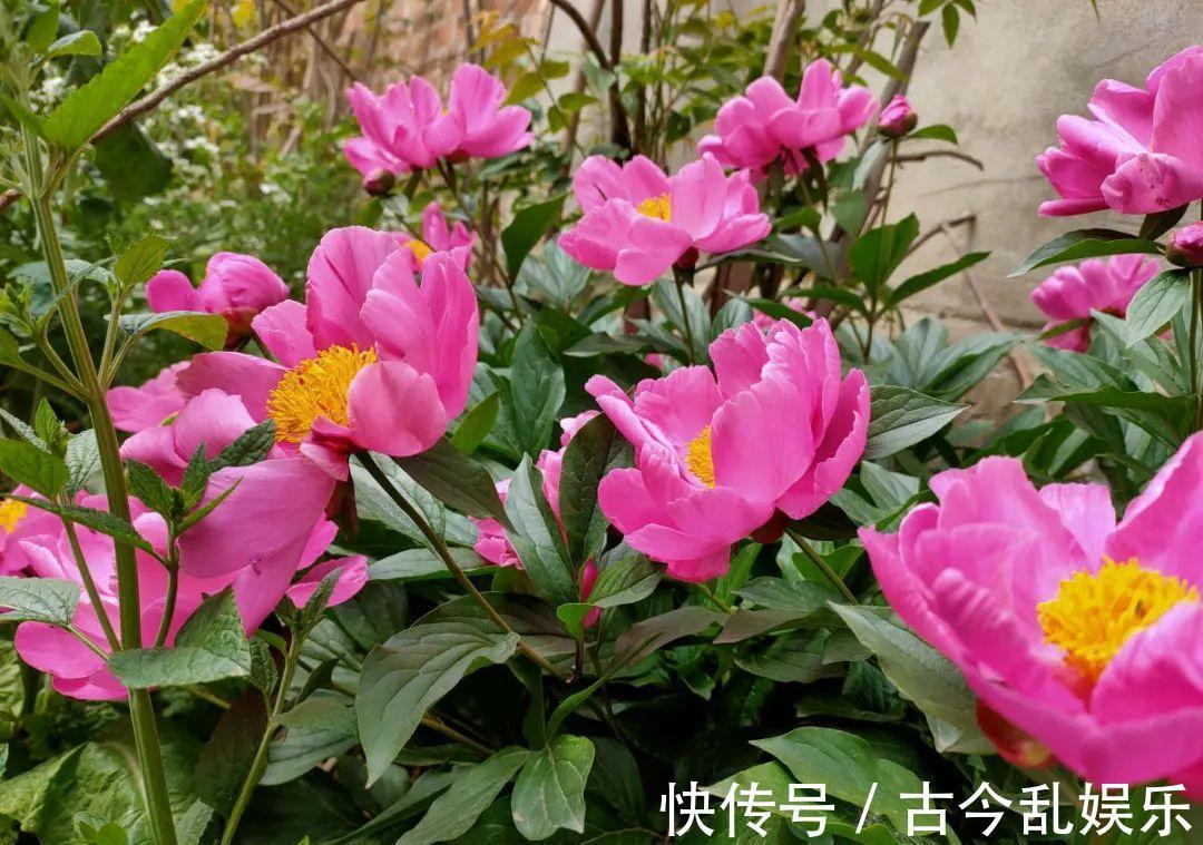 天竺葵|适合秋天养的12种花,耐阴又耐寒,秋冬长得更精神