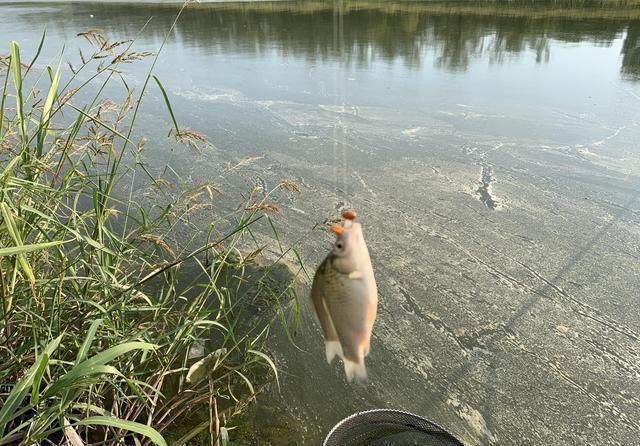 光合作用|真的是早上鱼口最好吗?其实鱼的开口时间与水质关系很大