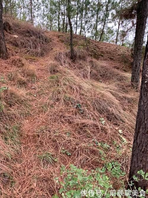 营养土还在买?3种东西混一混,变成万能花土,养啥旺啥!