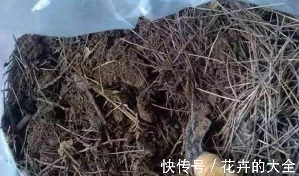 土壤|以下东西不要扔了,土里拌一些,养花效果好,改善土壤!