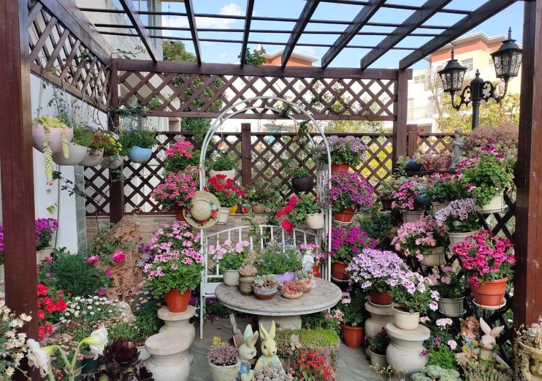 养花技巧:大冬天,她家的小院开满200盆花,全家人过年围着看!