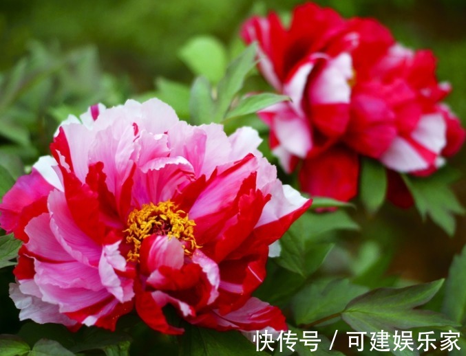 转运|4种“转运”花,能为家人带来好运,寓意大富大贵,新年健健康康