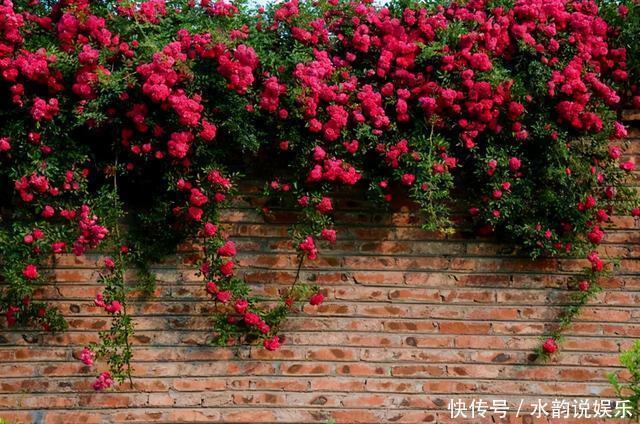 过去一年很火的5种网红花:第一种贵而难养,第三种就是个骗局