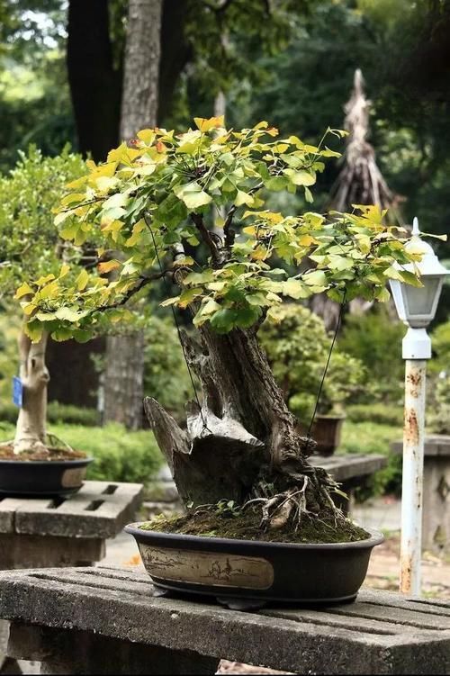 能养100年的花，养一盆成传家宝，越老越值钱！