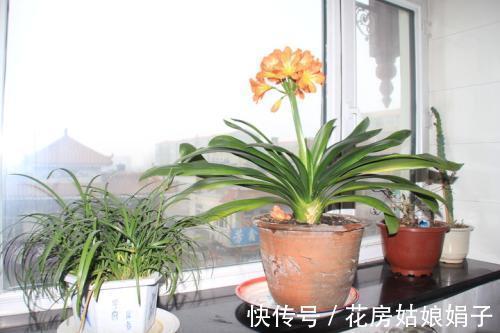 君子兰出现“根顶叶”现象,要及时发现,及时处理,否则危害大