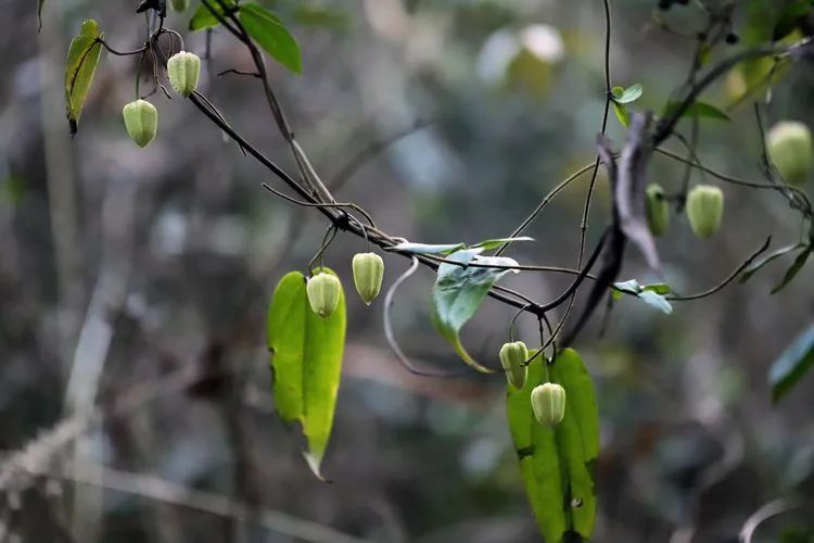 十分罕见，这种珍稀中草药在磐安大面积分布！