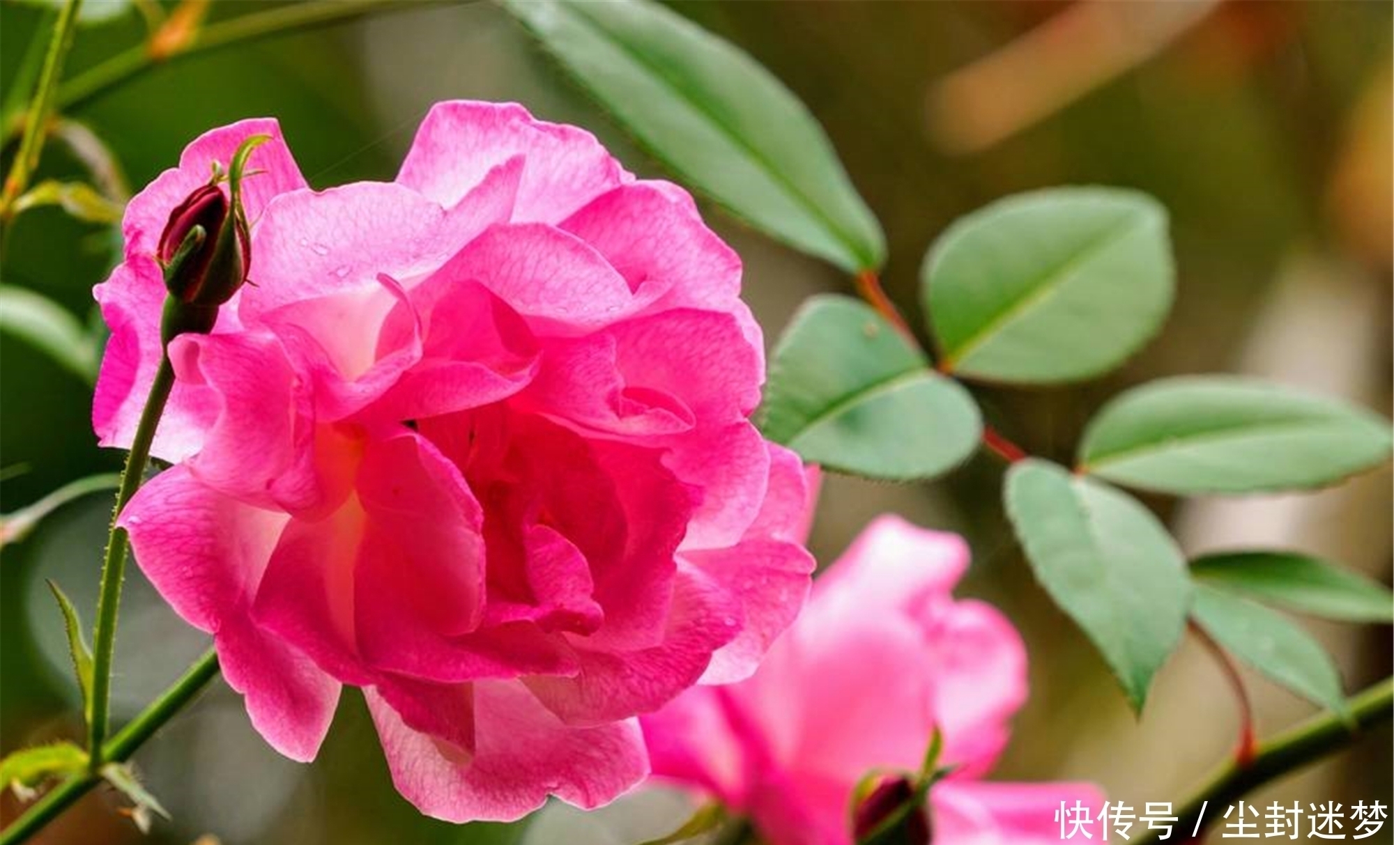 春暖花开|4种年宵花,盆栽美丽、插花诗意,高端大气春暖花开、幸福四季