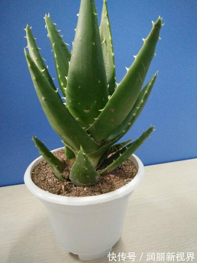 卧室|想要晚上睡得好，卧室花儿不能少！这3种花，让你一觉睡到天亮！