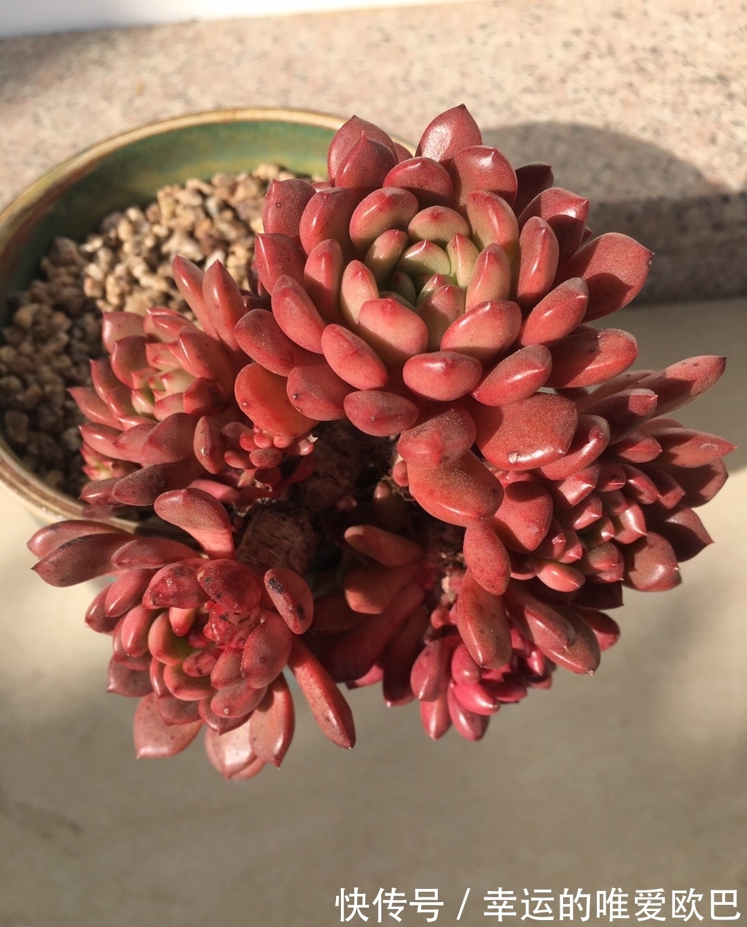 这“三多肉”都是爆崽小能手,养一盆等于种多盆,轻松繁殖一大群