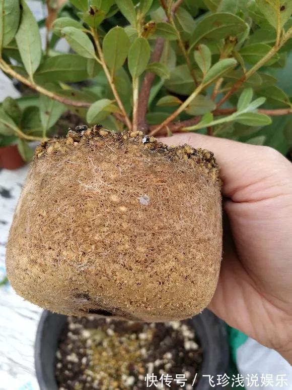 养花技巧:6种花须用小盆“挤着养”,控水好、长得旺!