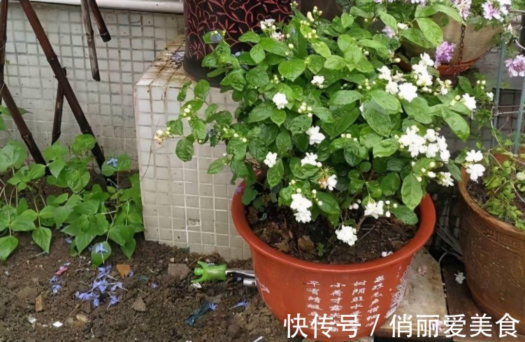 夏季养茉莉，想花开爆盆，芳香四溢，盆栽管理得注意此3点