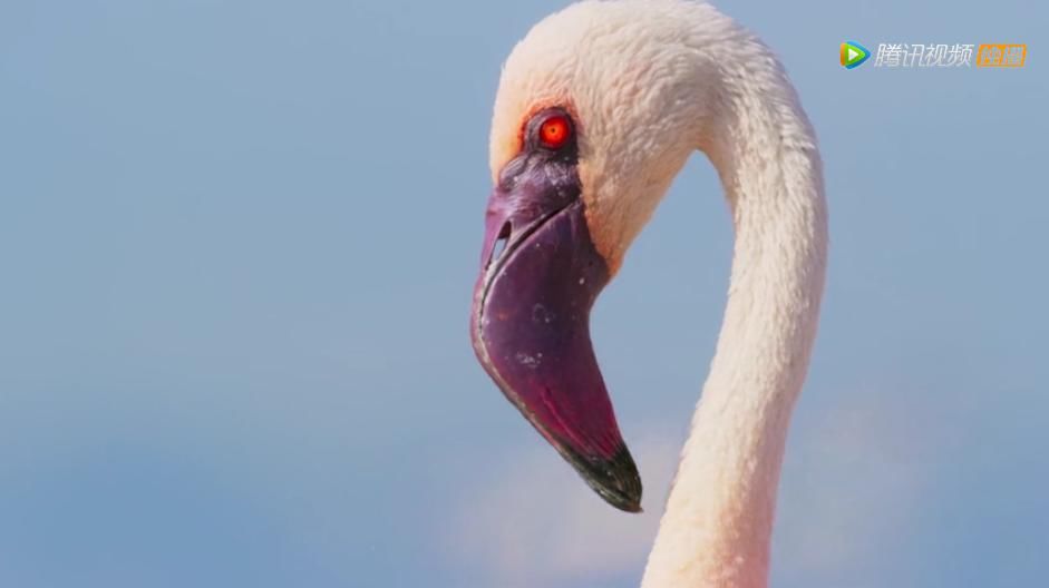 9.8分超惊艳，这神作终于不用找资源，我一口气看完5集