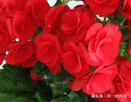 这三种花养花高手都不敢养,公认的养一盆死一盆,新手慎重