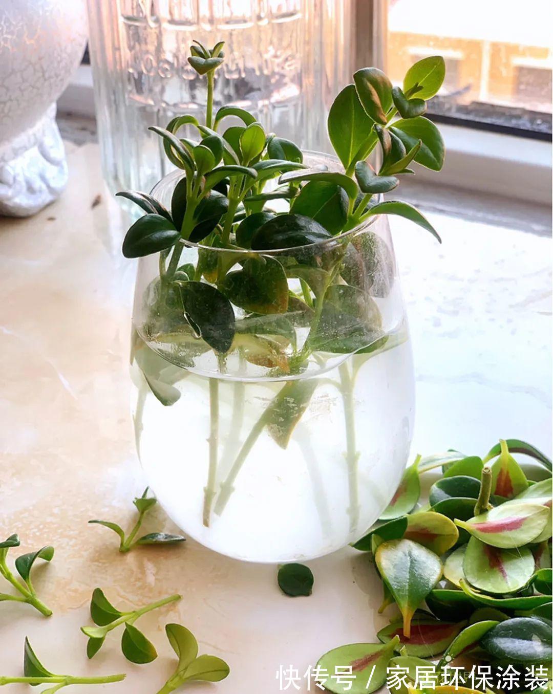 7种花养老桩不好,多扦插、养嫩苗,才能年年开花