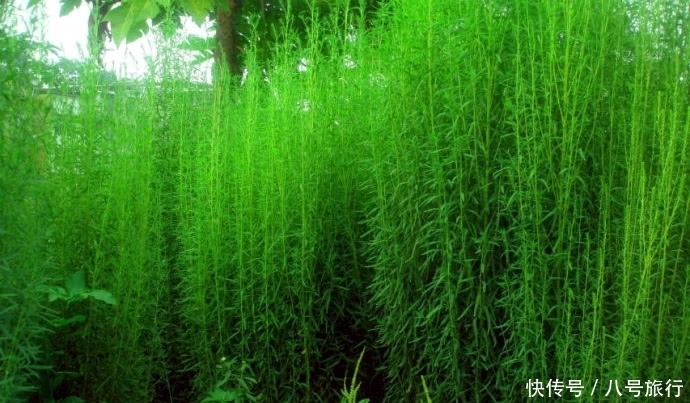 地肤|大材小用!这种野草被农民拿来当扫帚,它的功效你知道吗?