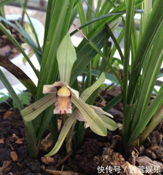 养兰花总是烂根黄叶盆底垫上常见生活垃圾，不烂根新芽冒不停