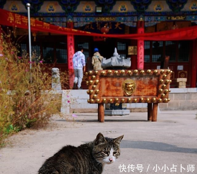 卫士|汾河岸边的惊喜之旅，山崖上的唐代石窟，连猫咪都是文物卫士