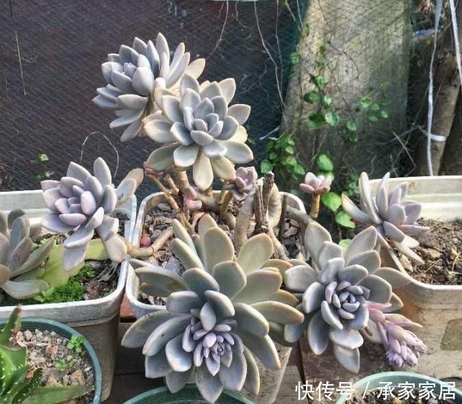 冬美人不怕|很皮实的一种多肉,下雨不怕淋,下雪不怕冻,新手就养它
