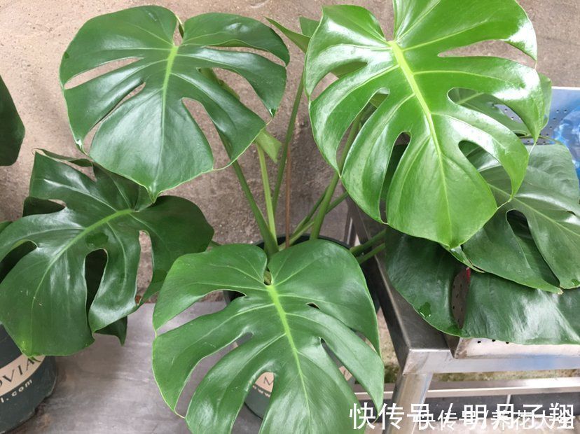 植物|客厅光照差，就养耐阴花卉，颜值高还好养