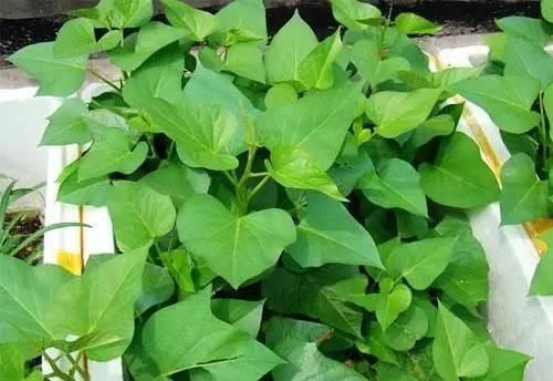 吃不完红薯,插水里就能活,增添乐趣还能食用