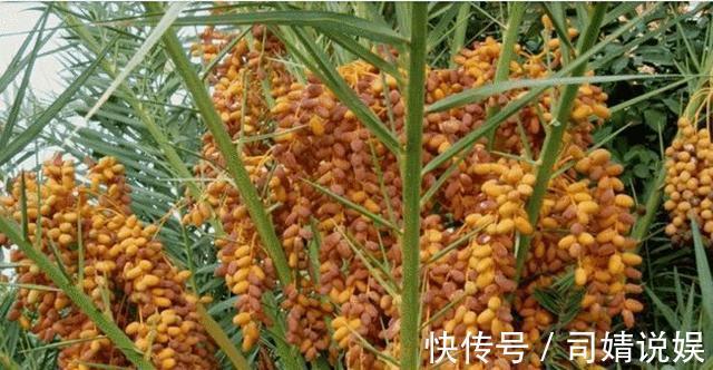 生蚝|中老年人机能下降想保养,3样健康零食不能少,营养丰富越吃年轻