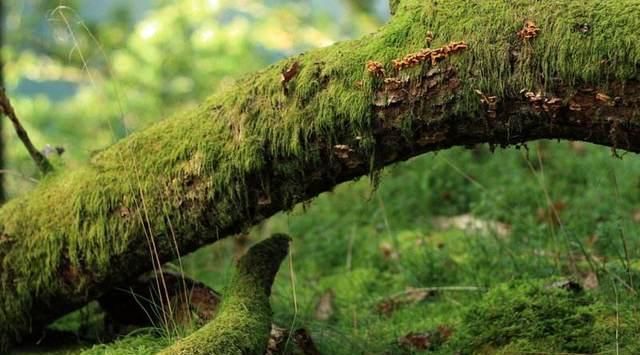 路边挖来的青苔,只需2个步骤,7天长成微景观,比买来的还漂亮