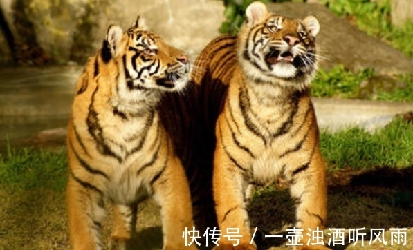 前途|8月底,生肖羊、生肖虎、生肖蛇好运回归,前途光明,事业创新高