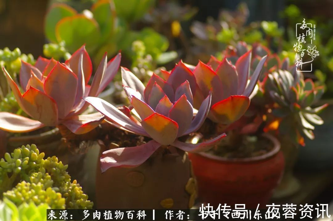 夏天|夏天日晒雨淋,秋老虎来势汹汹,你的多肉准备好逆袭了吗