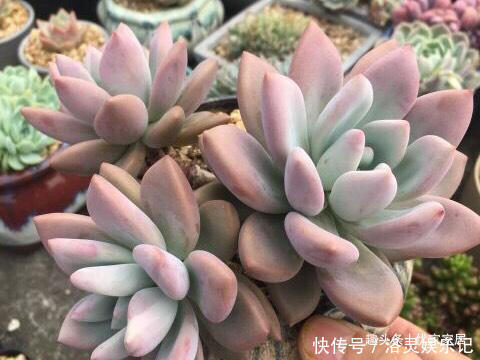 品种|以胖为美的12款漂亮多肉,很多都是大普货,喜欢养多肉的你养了吗