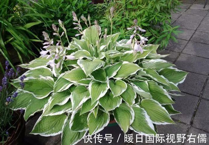 盆栽|5种“耐阴花”,养在北阳台上不见光,开花也很爆