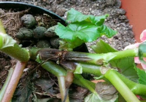 成为养花高手，记得别做“3件”错事，几乎啥花都能养“爆盆”