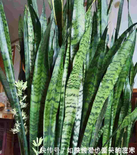 文竹|虎皮兰文竹养不好,撒一把粉末,半年不施肥也会蹭蹭长