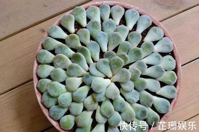 3个小技巧,多肉豆芽苗,一口气变多头群生,最短只要3个月