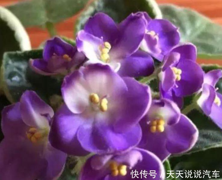 养花试试此四款花,个个好养开爆盆,随便养成花瀑布