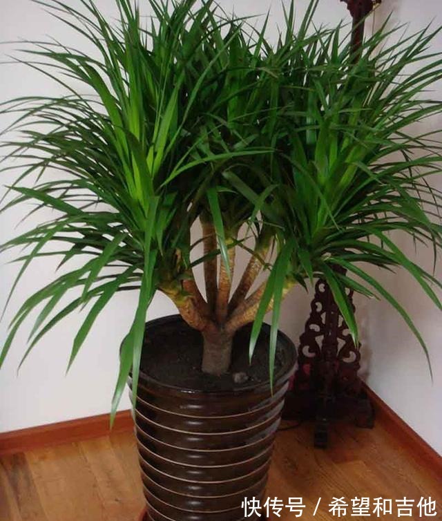 量天尺|霸气“镇宅花”,就选这6种,家里养一棵,子子孙孙,贵人辈出