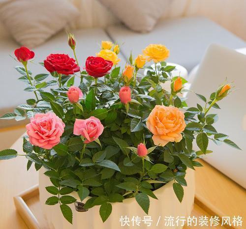 家里吃剩的西瓜皮,先别急着扔,发酵成有机土,养花太好了