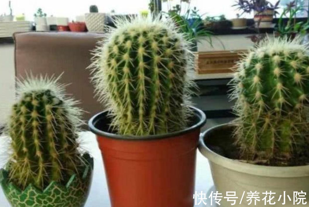 5种常见的“花卉植物”,总是出现烂根,原来问题出在浇水上
