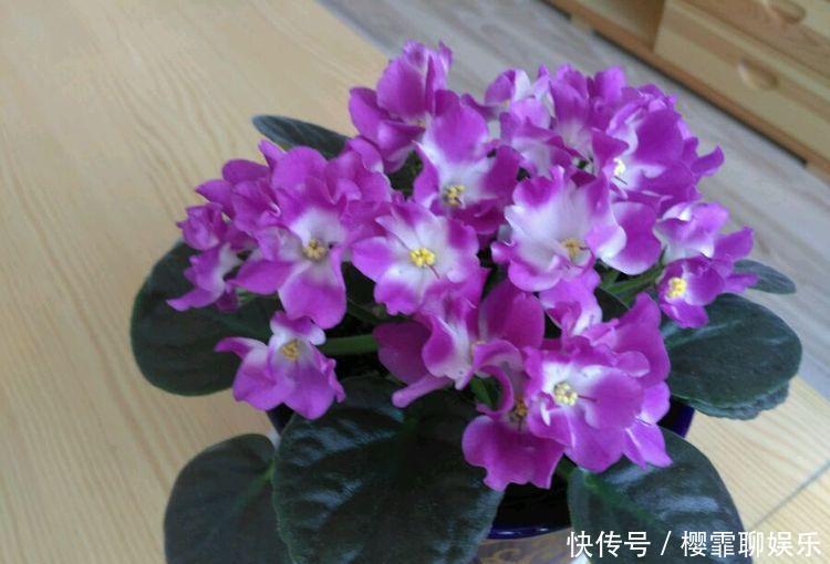 适合养在阳台的几款花卉,新手也能养爆盆,沾点水就疯长