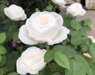 元素|月季花越开花越小做好“两件事”,花大色艳,天天开花不间断