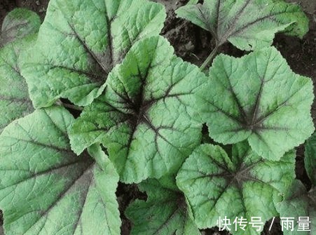 农村|农村有些少见的野菜，能防治咳喘、高血压、烦渴、失眠等症