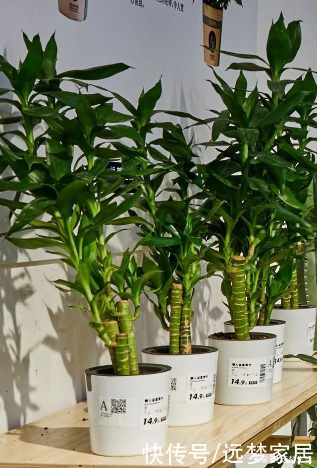 养绿植有讲究!选这几款好看还旺宅!