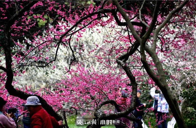 开工第一天 满目春色入镜来，摄友说我们每天都“开工”