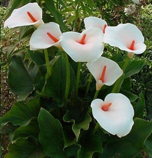 风信子|这18种超级好养的植物,养花新手也能养的很好!