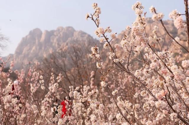 杏花|背靠五莲山！久负赏花盛名，今日一见确实惊叹