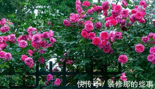 花草|有院不栽狼牙棒！5种花草植物都属于“狼牙棒”，你家栽种了吗？