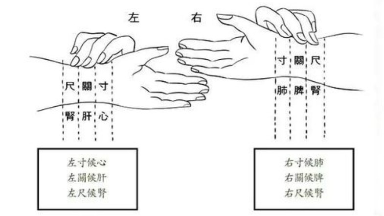 脉象的变化|把脉看怀孕是看“滑脉”，青壮年也可能有这种脉象，到底准不准？