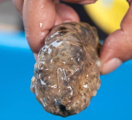 鹿茸片|男人越吃越精神, 提升雄激素的好东西, 男人平时要多吃