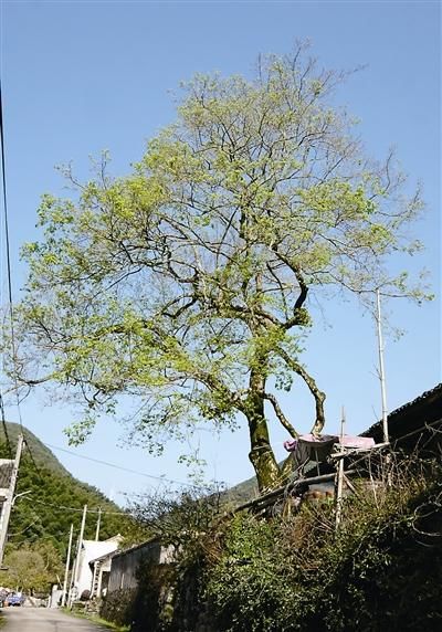 静谧的王家山：整个村坐落在青山绿水之中 山水景观独特